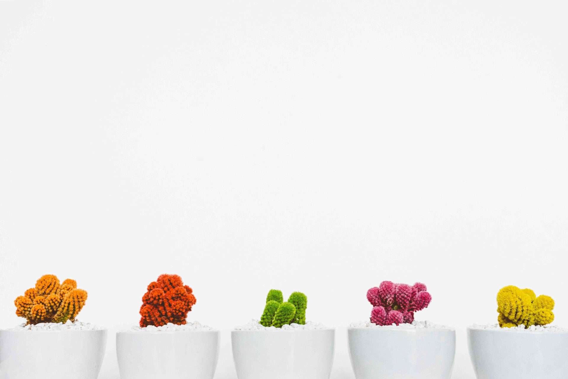 plante motivation ghizlane sablé
